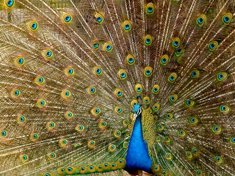 Peacock showing plumage