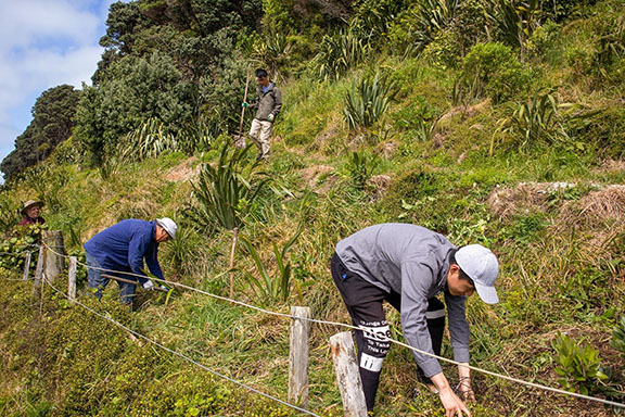 planting trees