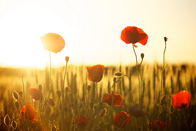 Poppies flourishing in sunlight