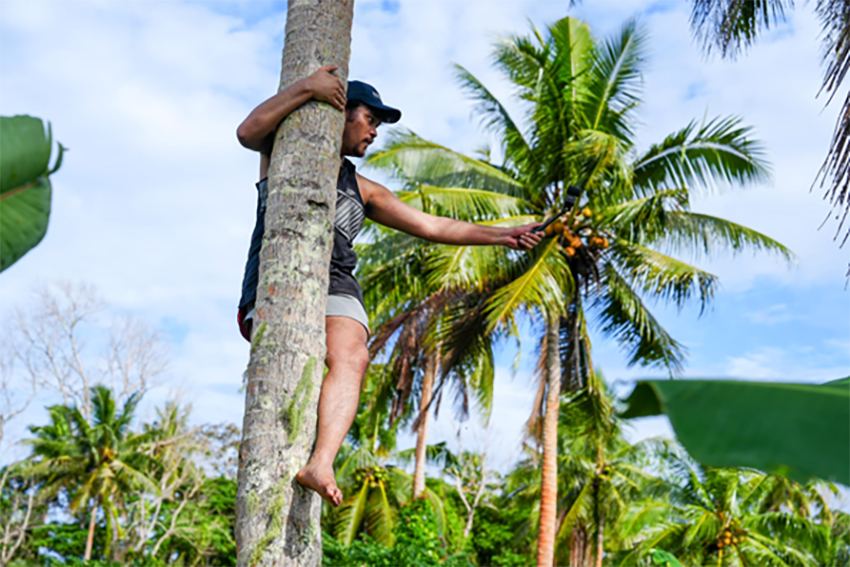 Camera operator Rew Amoamo filming froma coconut tree.