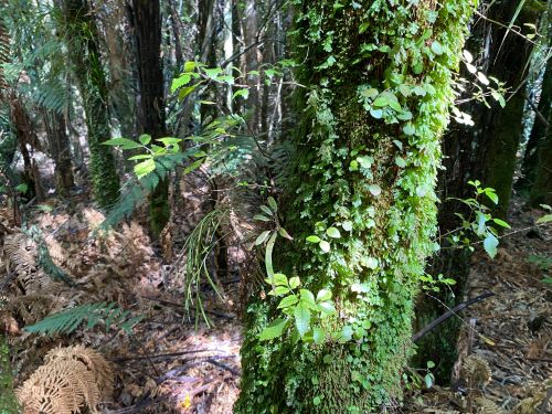 Deep in NZ bush