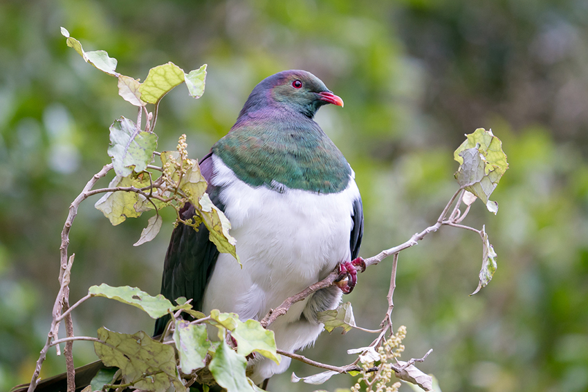 A plump kererū perched on a branch.