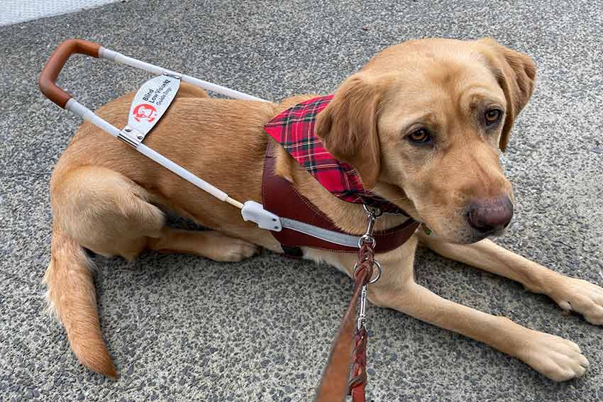 Celebrating guide dogs with an AUT star