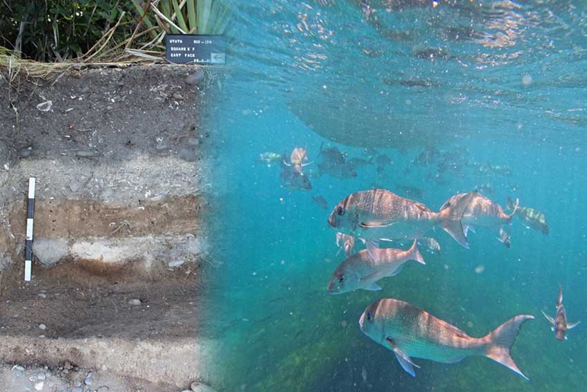  Shift in NZ snapper behaviour