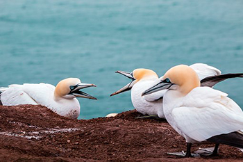 Birds in neighbourhood dispute